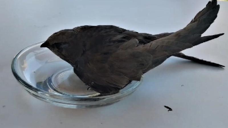 Osmaniye’de yaralı ebabil tedaviye alındı