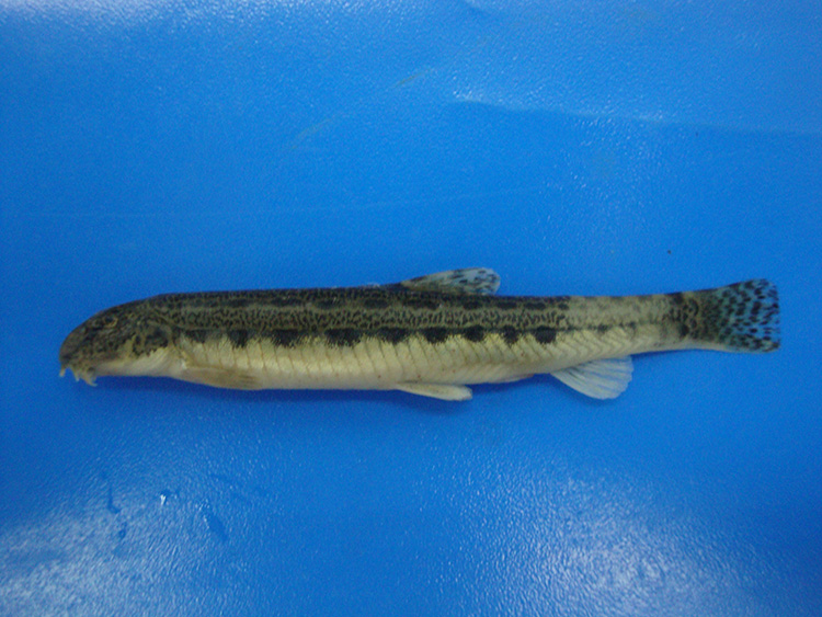 “Çanakkale ve İstanbul boğazlarını geçemez” denilen balık türü Samsun’da tespit edildi