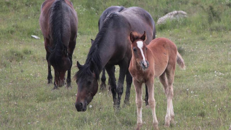 Beypazarı’nda yılkı atları görüntülendi