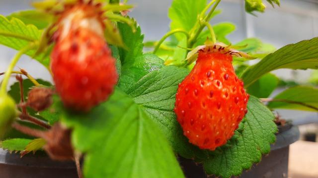 Tekirdağ’da tadı, aroması ve kokusuyla dikkati çeken “Osmanlı çileği” üretildi