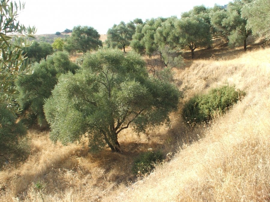 Mastaura Antik Kenti