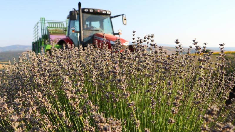 Tekirdağ’da lavanta tarlalarında hasat başladı