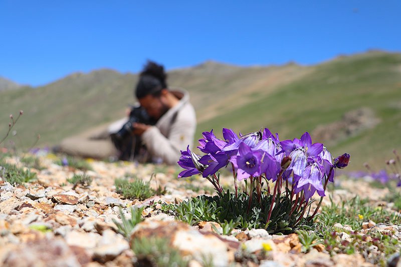 Bayburt’un zirvelerinde endemik bitkilerin izini sürüyor