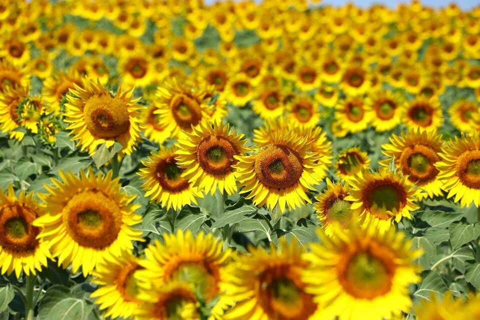 Tekirdağ’daki ayçiçeği tarlalarında deklanşör senfonisi