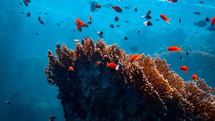 Dünya 36 Milyon Yılda Bir Biyolojik Çeşitlilik Patlaması Yaşıyor