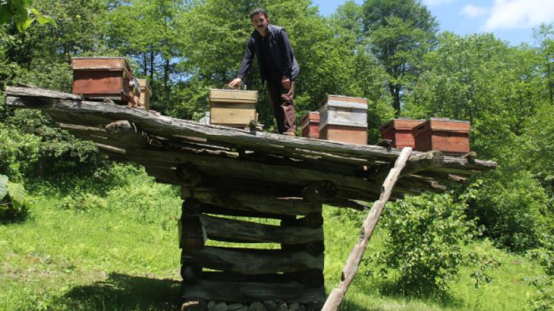 Giresun’da yüzyıllık arı çardakları tescillendi