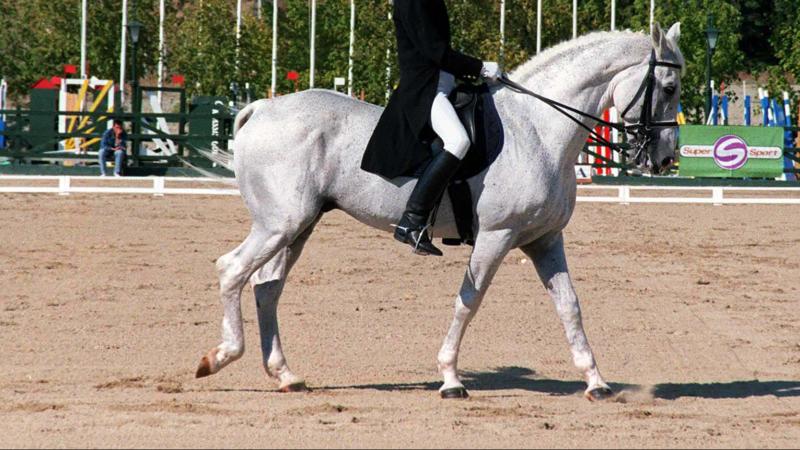At Terbiyesi Balkan Şampiyonası’nda yarışacak sporcular belli oldu