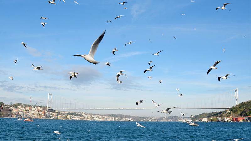 “Martı popülasyonu anormal seviyelere ulaştı”