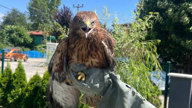 Bolu’da bitkin halde bulunan kızıl şahin tedavisinin ardından doğaya salındı