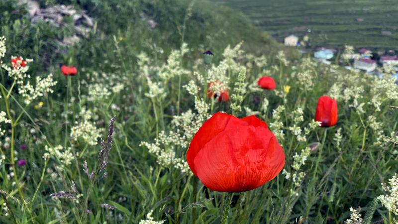 Ardahan’da doğa yağmurlar sonrası renklendi