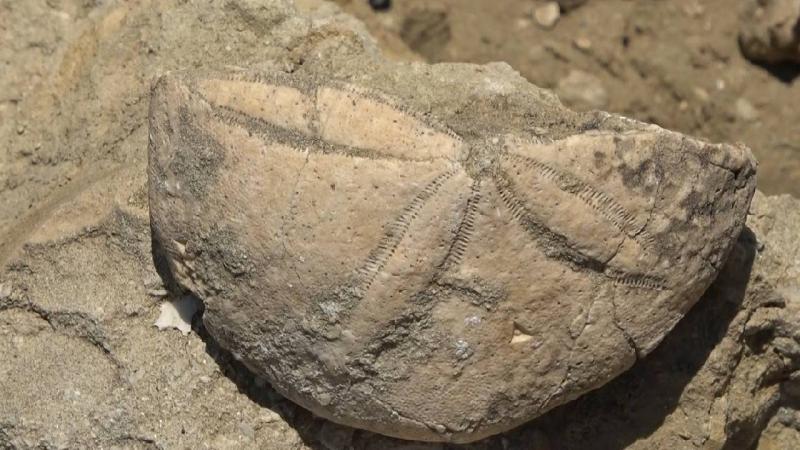 Muş’ta 20 milyon yıllık deniz canlıları fosili bulundu