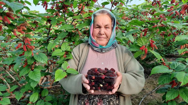 Tunceli’de köylüler dut hasadı ve pekmez yapımına başladı