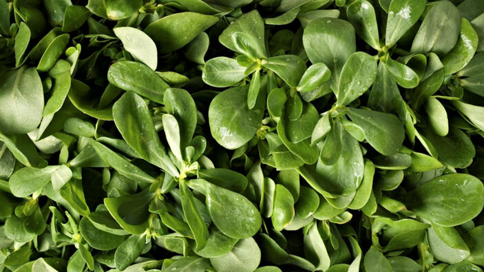 Suyunu sabah-akşam içerseniz parazitlerin canına okuyor!