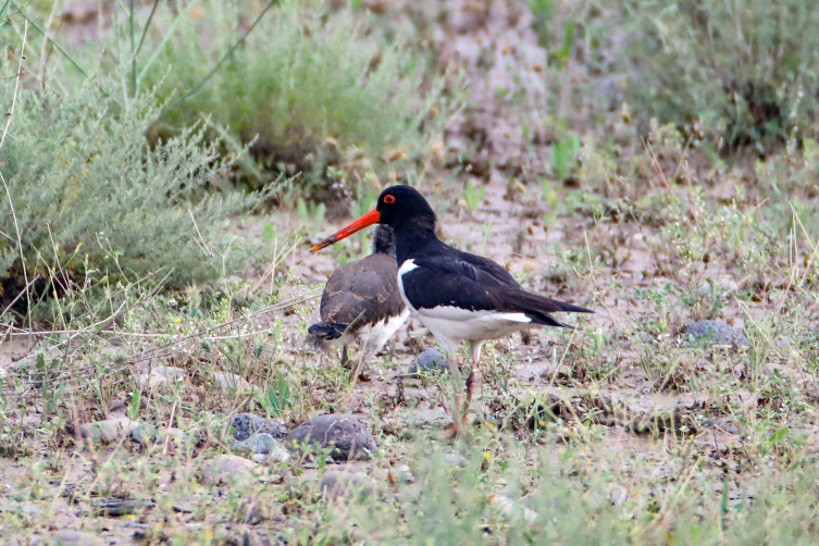 Kırmızı listedeki poyraz kuşları Iğdır’da görüntülendi