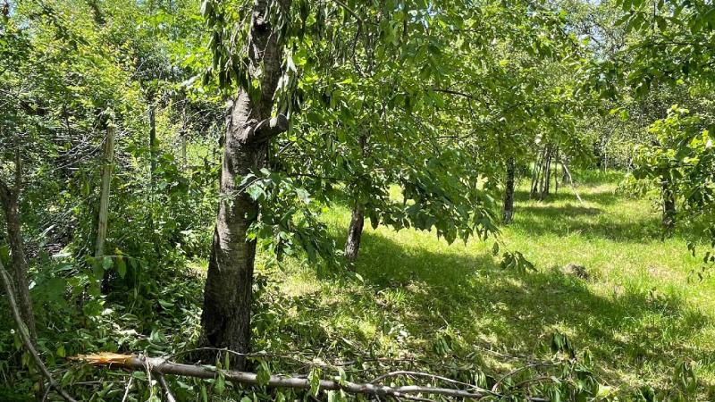 Ayılar Artvin’de köylüleri canından bezdirdi: Ağaçlardan meyve toplayamıyoruz