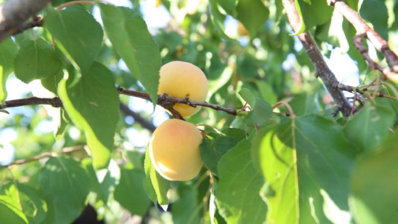 Malatya’da kayısı hasat günü etkinliği yapıldı
