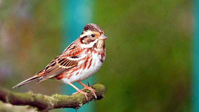 Sıcaktan bunalan kuşlar çeşmede serinledi