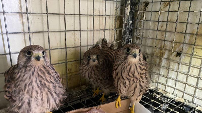 Erzurum’da bitkin halde bulunan kerkenez yavruları bakıma alındı