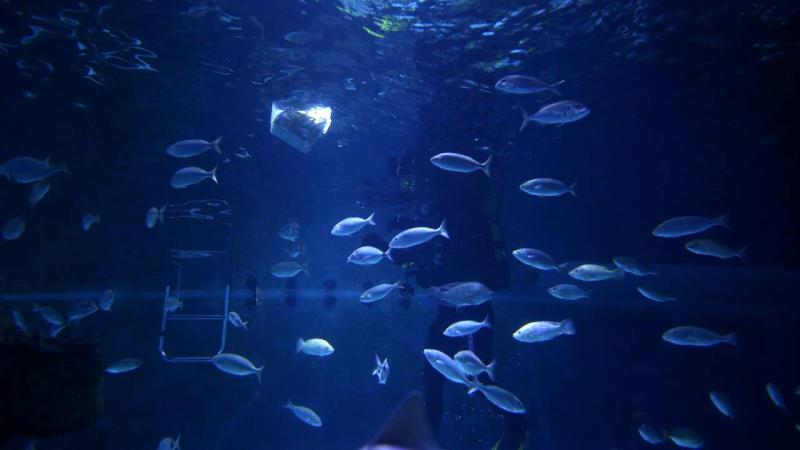 Suyun dışında da yaşayabilen yeni bir balık türü keşfedildi