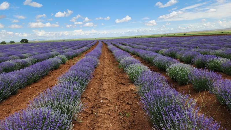 Tekirdağ’da mor renkli tarlalar bayramda yerli ve yabancı turistleri ağırladı