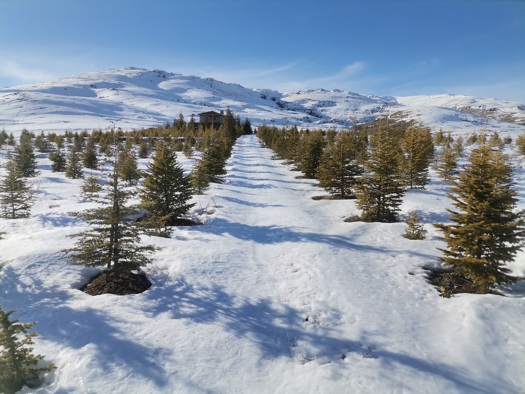 Doğa Sevgisini 42 Dönüm Arazisini Sedir Ağacı Dikerek Taçlandırdı(Özel Haber)