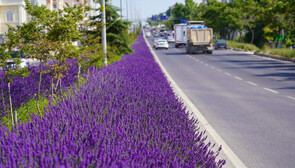 Bilecik’te trafiğe lavanta kokusu