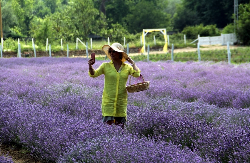 Lavanta tarlaları Sinop turizmine renk katacak