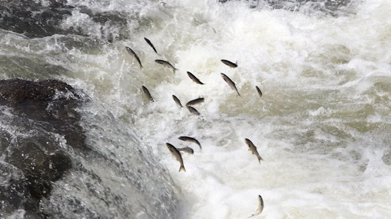 Binlerce inci kefali Van Gölü’ne dönemeyip, öldü