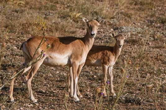 Türkiye’ye has endemik türlerden olan Anadolu yaban koyunlarının sayısı artıyor
