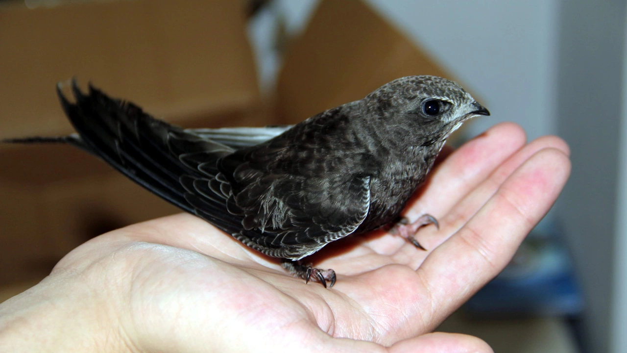 Sinop’ta sıcaktan bayılan ebabil kuşu koruma altına alındı