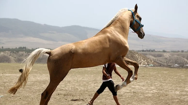 Güzellik ve çeviklikleriyle dikkat çeken,Türkmen atları