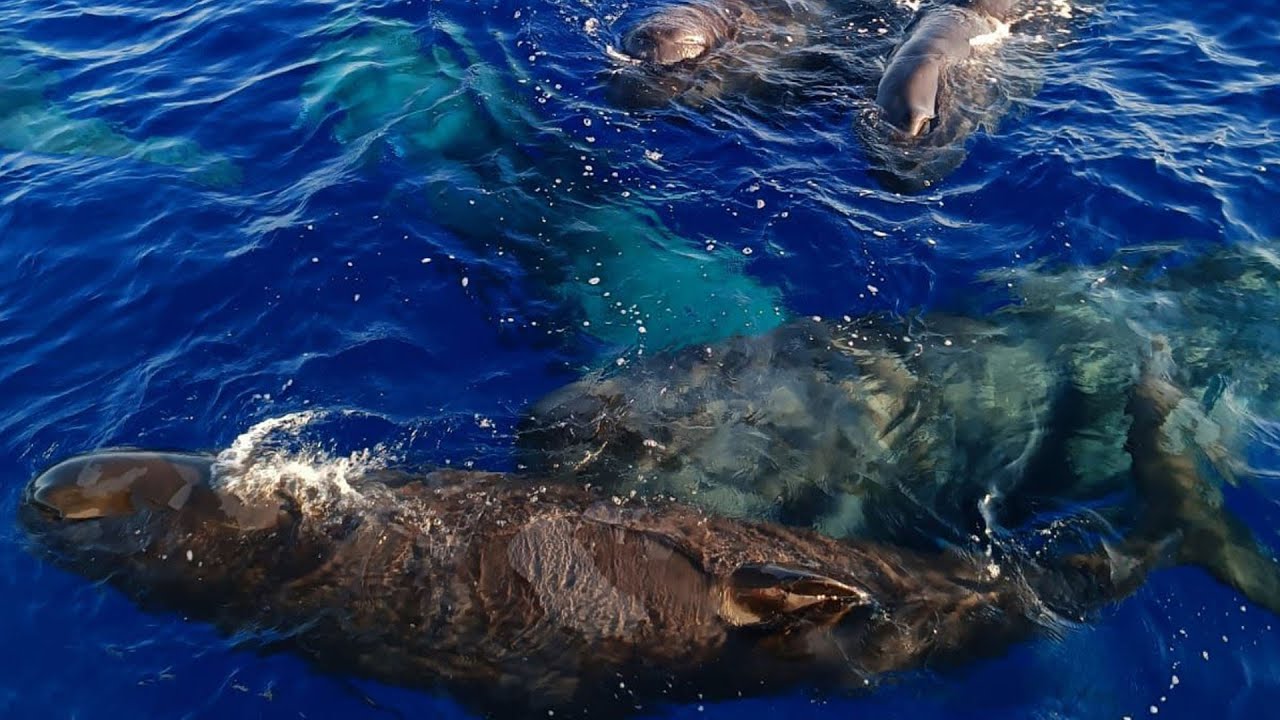 Kaş ve Fethiye açıklarında Boyu 20 metreyi, ağırlıkları 57 tonu bulan  balinalar görüntülendi