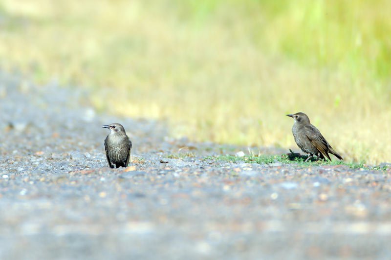 Kırmızı listedeki dört kuş türü Balık Gölü’nde görüldü