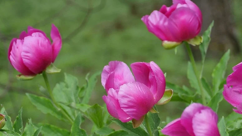 Şakayık koparmanın cezası 244 bin lira