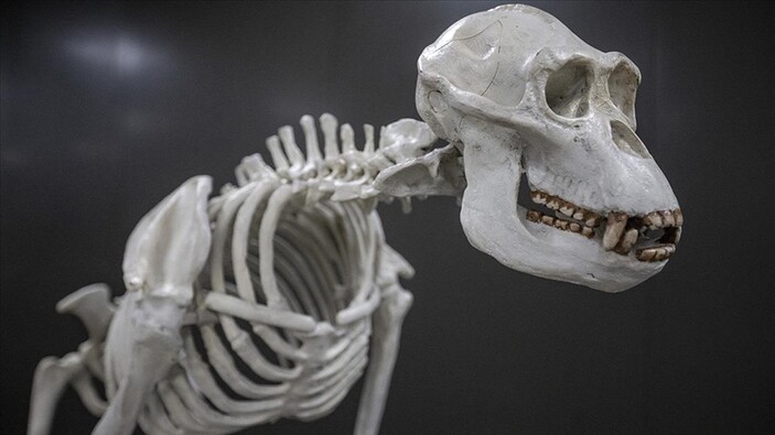 Erzurum’da milyonlarca yıllık fosiller sergilenecek