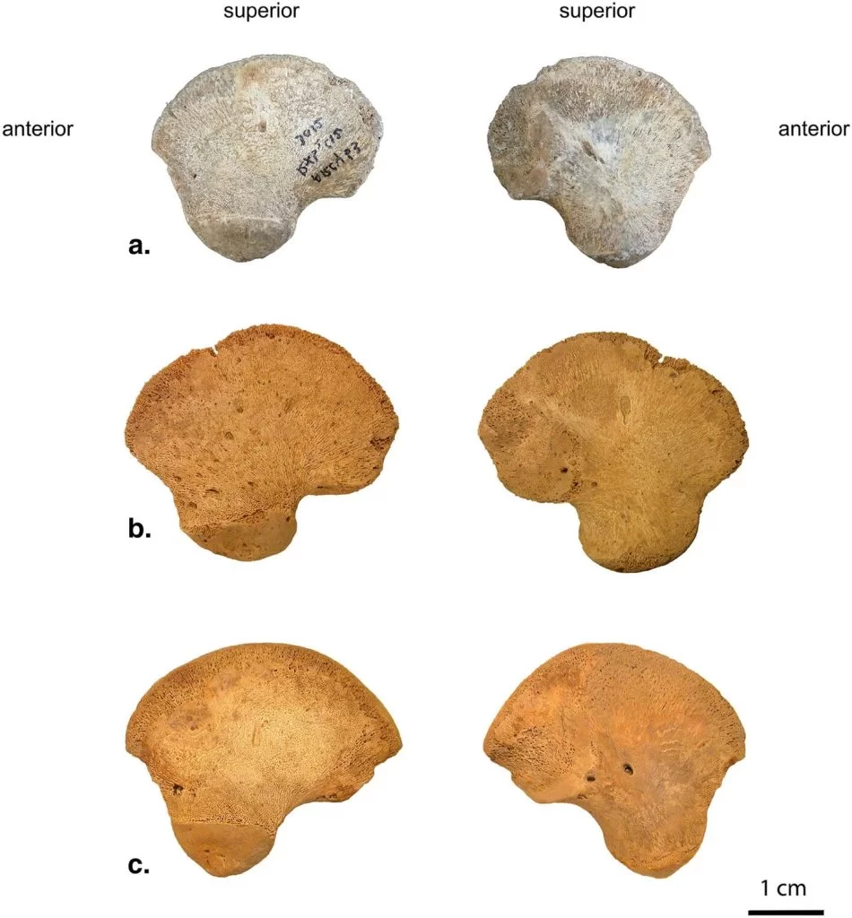 Antropologlar, Fransa’daki Grotte du Renne mağarasında, daha önce bilinmeyen bir soyunun varlığına işaret edebilecek bir kemik keşfettiler