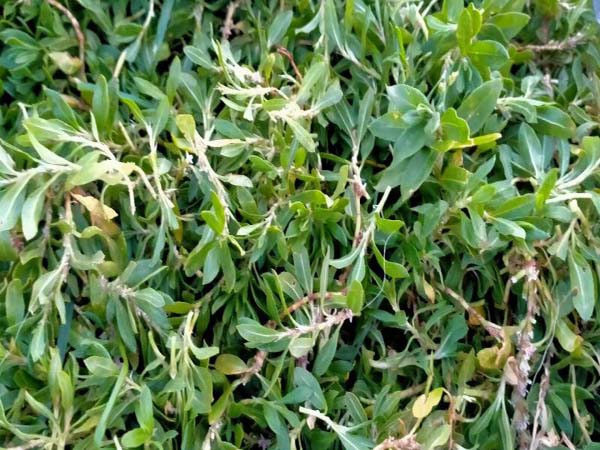 Tokat’ta 1700 rakımlı yaylalardan toplanan madımak sofralardaki yerini aldı