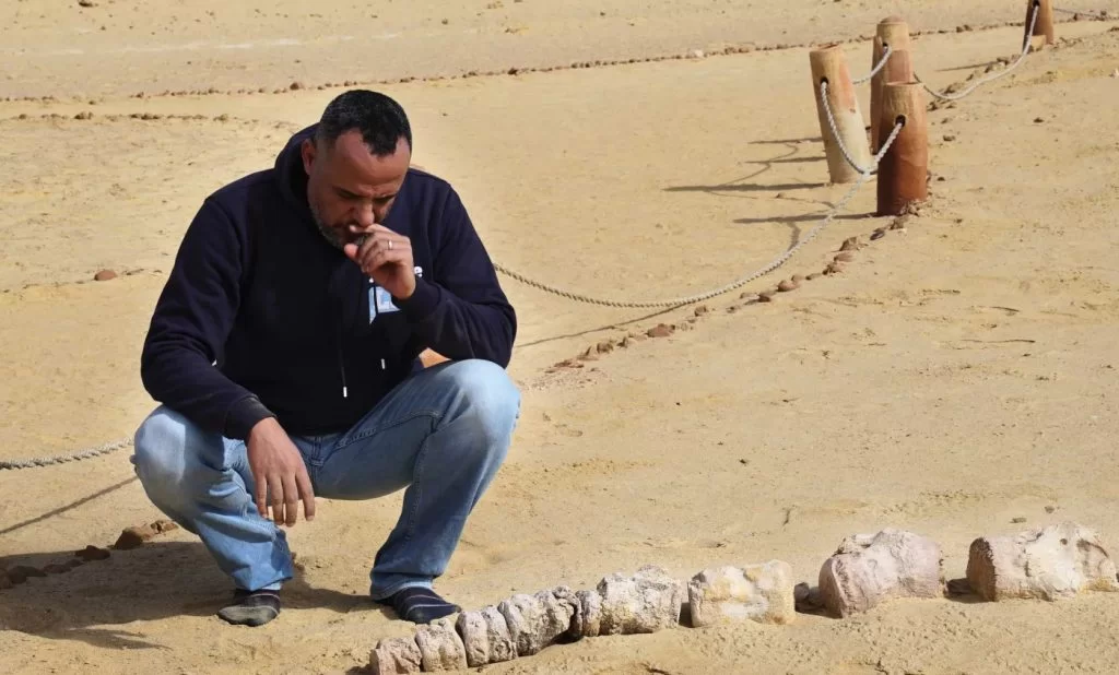 Mısır kazısı çölde 41 milyon yıllık Balinayı ortaya çıkardı-Tutcetus rayanensis-
