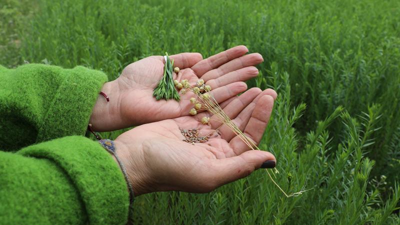 Uşak’ta keten hasadı bereketi