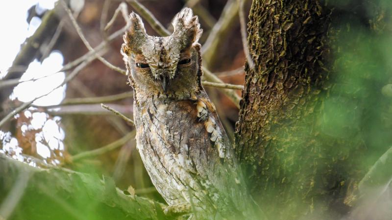 Hersek Lagünü’nde ‘İshak kuşu’ ile kuş türü sayısı 254’e yükseldi