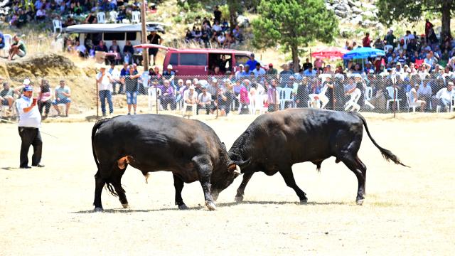 Antalya’daki Karagöl Yayla Şenlikleri’nde boğa güreşleri düzenlendi