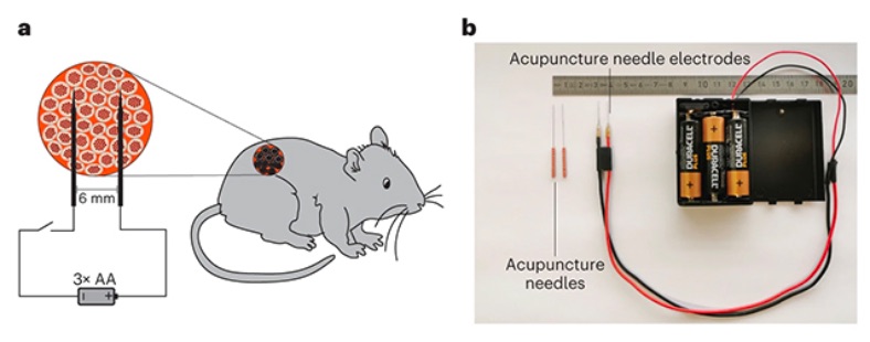 İnsan Genlerinin, Elektrikle Kontrol Edilebildiği Ortaya Çıktı: Akıllı Saatler, Gelecekte Sağlığımızı İyileştirmek İçin Kullanılabilir!
