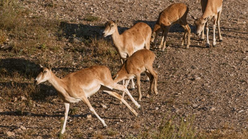 Nesli tehlike altındaki hayvanlar hayata bağlanıyor