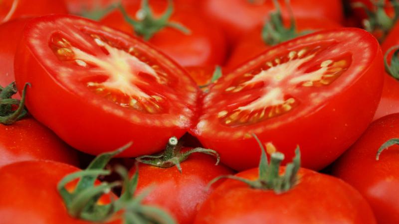 Ayaş domatesinin tescilinde sona gelindi