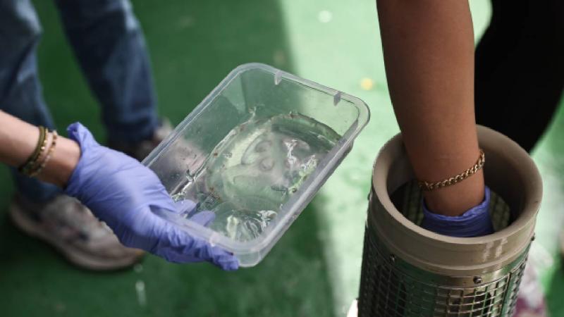 İstilacı taraklı medüzler, yerel balık stoklarını azaltıyor