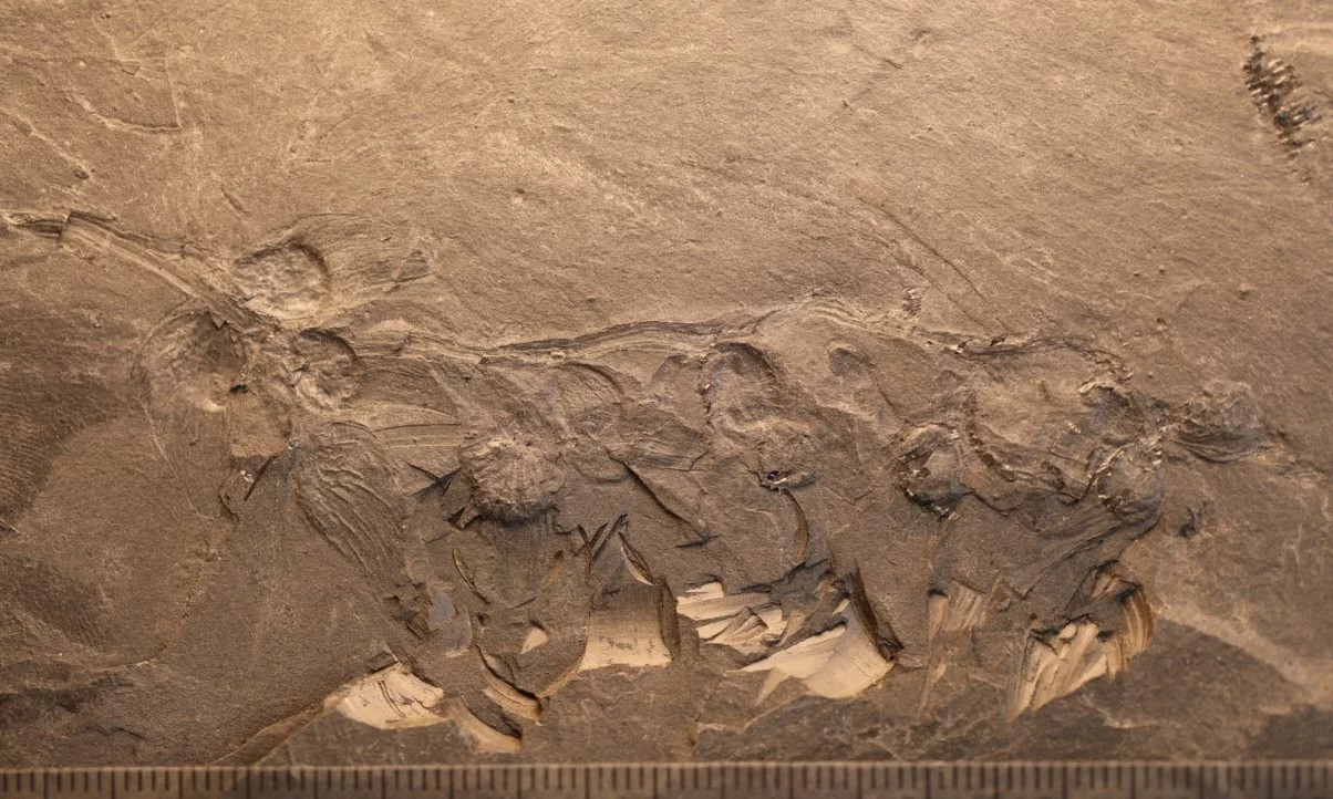 Çinli Paleontologlar 170 milyon yıllık bir çiçek keşfetti