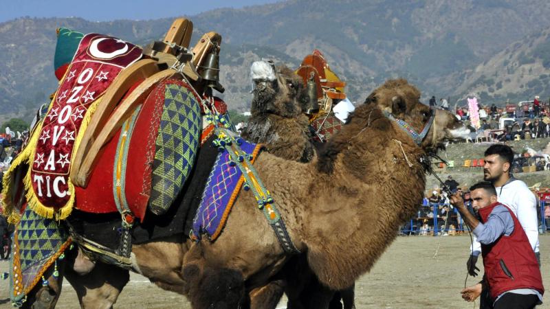 Özel günlerin aranan eğlencesi ‘Geleneksel Deve Oyunu’ her yaştan ilgi görüyor