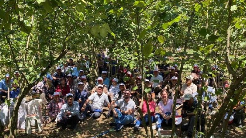 Düzce organik fındık üretiyor