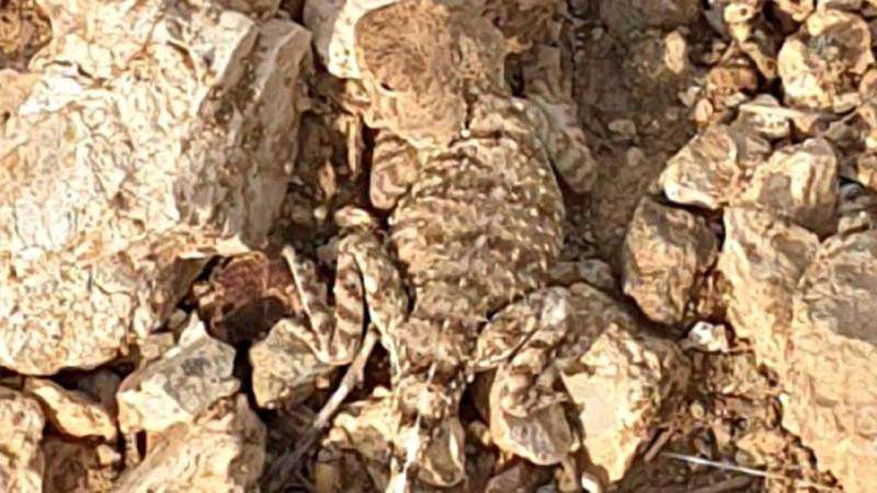Tunceli’de ‘bozkır keleri’ fotoğraflandı
