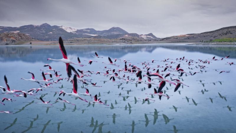 Kuraklık önce gölü, sonra flamingoları vurdu